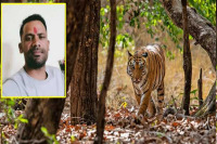 वाघाच्या हल्ल्यात ३७ वर्षीय तरुण शेतकरी ठार