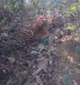 झुडपात बसलेल्या वाघासोबत चक्क ‘सेल्फी’