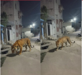 घटनेनंतर बिबट आणि वाघ दिसून आल्याची दहशत पसरविण्याच्या प्रयत्न रे…..आला….! तिरोड्यातील गादिया जिल्ह्यात बिबट्या….. आला….