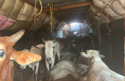 अवैध जनावरांची वाहतूक करणाऱ्या ट्रकवर कारवाई