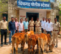 चिंचगड पोलिसांची धाडसी कारवाई; कत्तलीच्या दाढेतून १० गोवंशांची सुटका